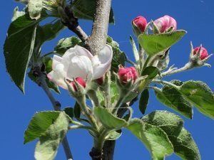 Présentation du jardin, jeudi 1 juin 2017