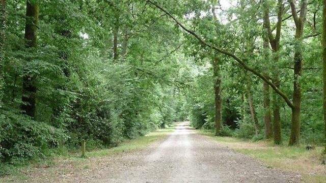 Sortie CO en forêt pour tous les 6èmes