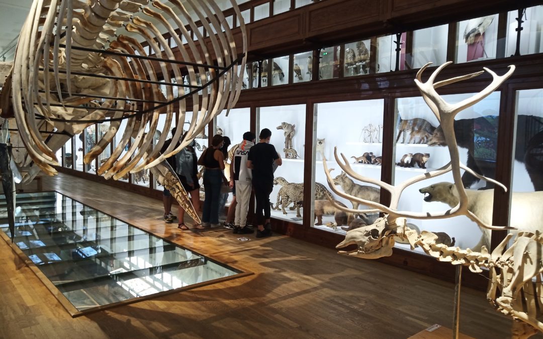 Les 3ème au muséum d’Histoire Naturelle